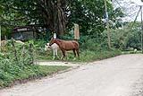 Wild Horses Crooked Tree 2023
